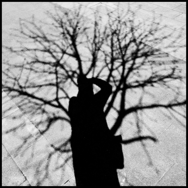 In the Tree I - ID 003397