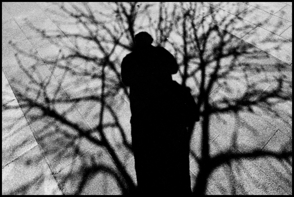 In the Tree II - ID 003398