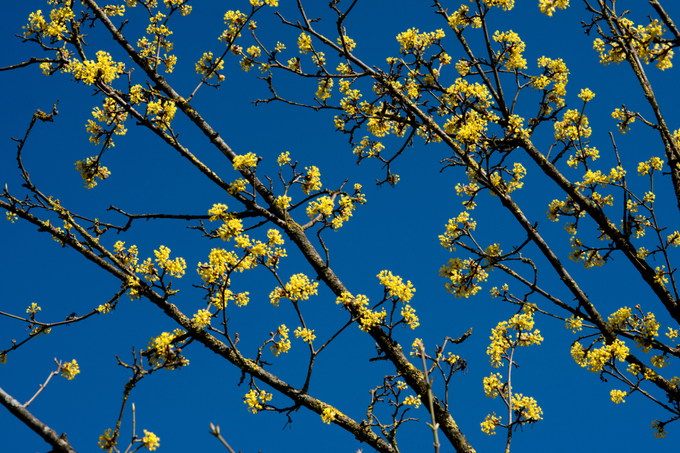 Yellow on Blue - ID 003412