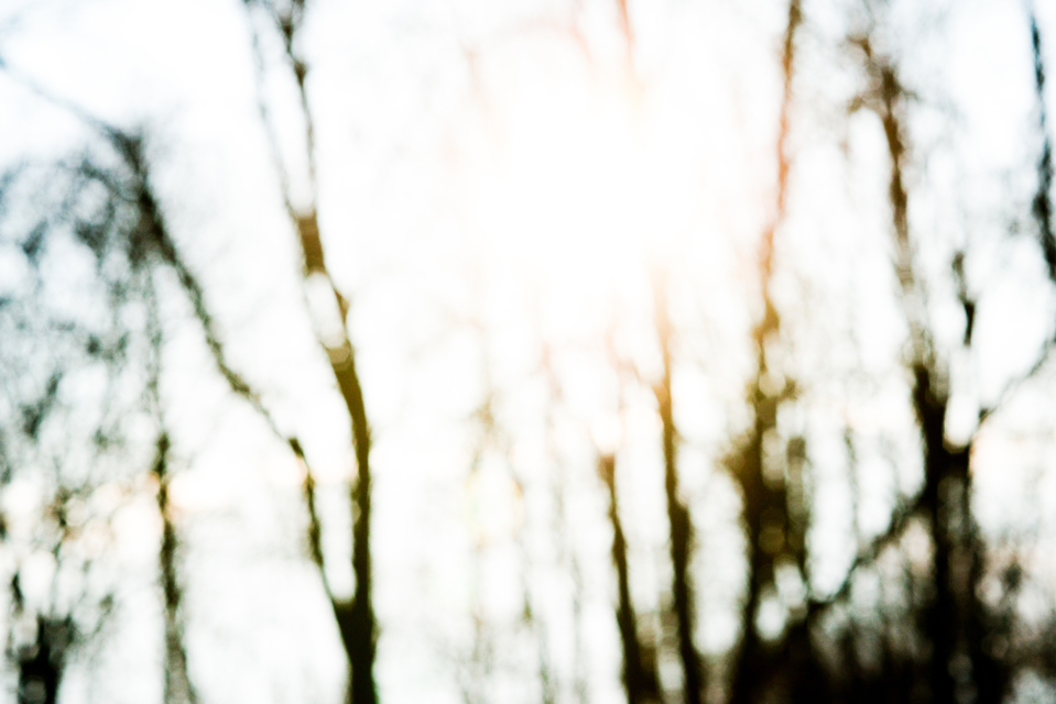 Trees in Sun - ID 003462