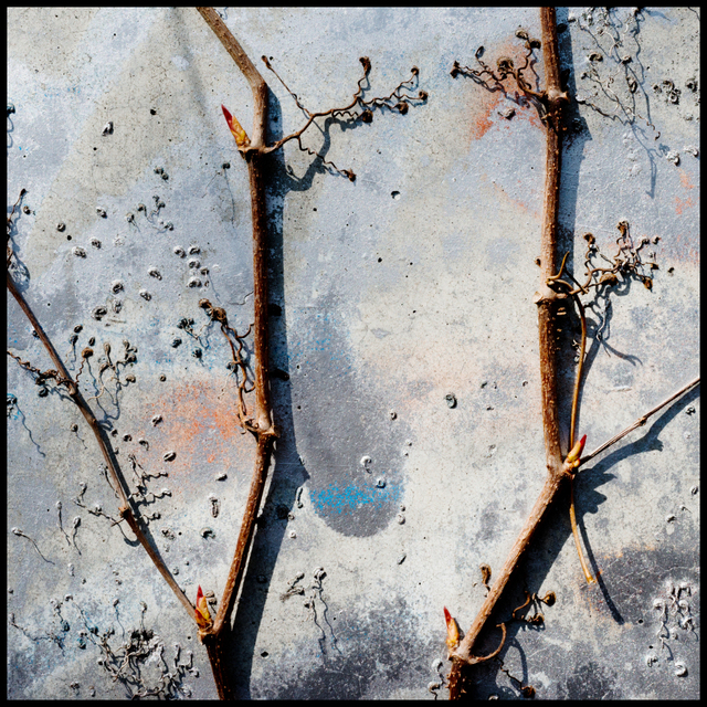 Colored Remaining II - ID 003469