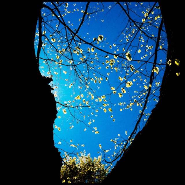 Early Leaves I - ID 003519