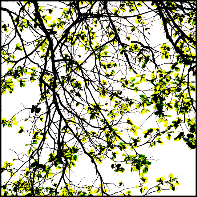 Green on White I - ID 003530