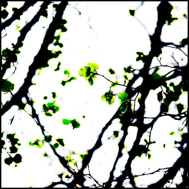 Green on White II - ID 003531