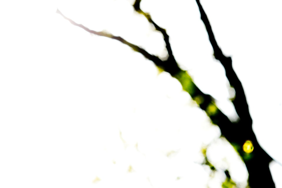 Out of Focus II - ID 003533