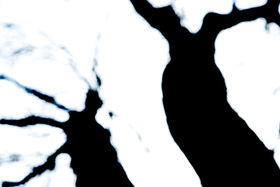 Out of Focus IV - ID 003535