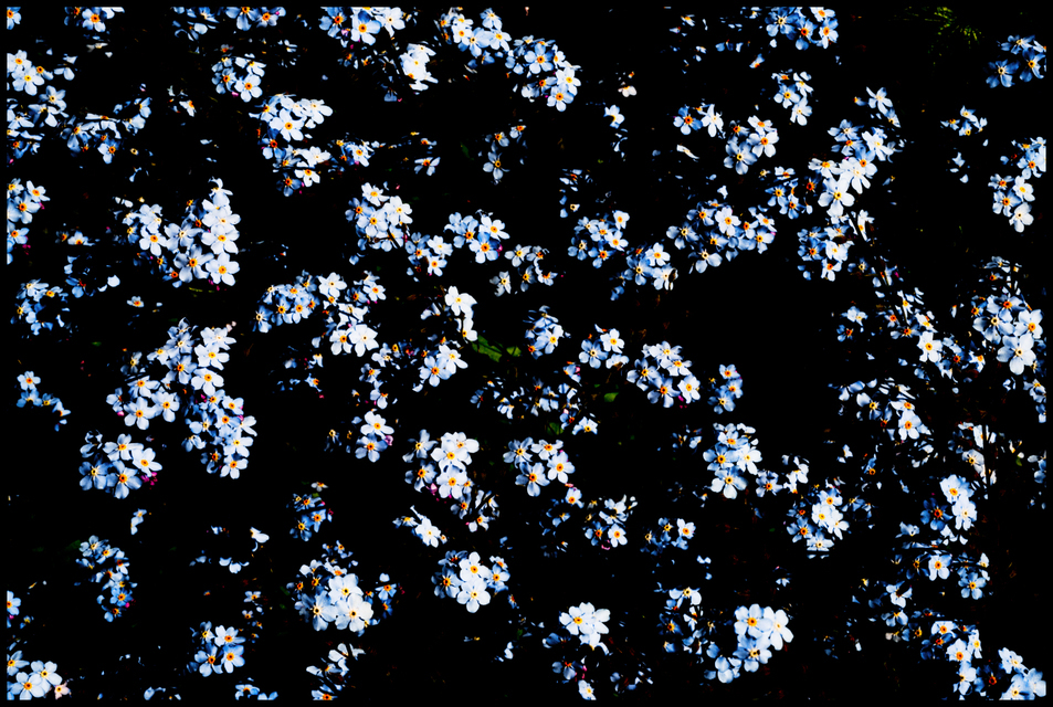 On Black - ID 003576