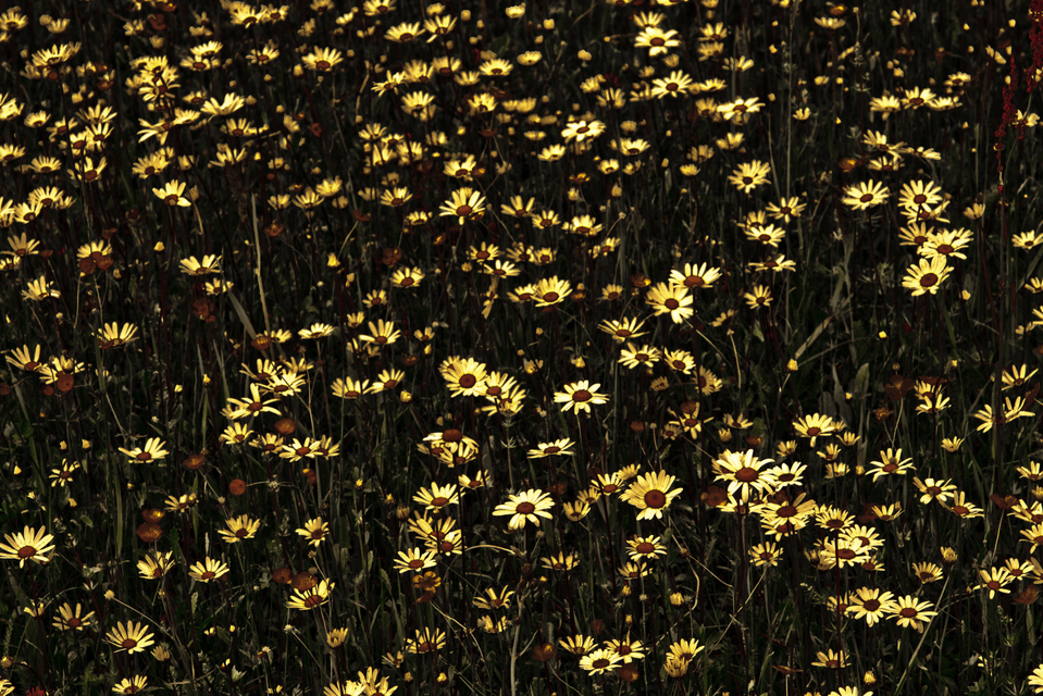 Memory of the Past II - ID 003578