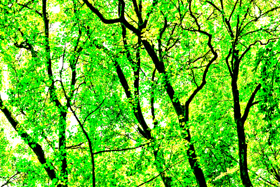 Green Leaves II - ID 003581