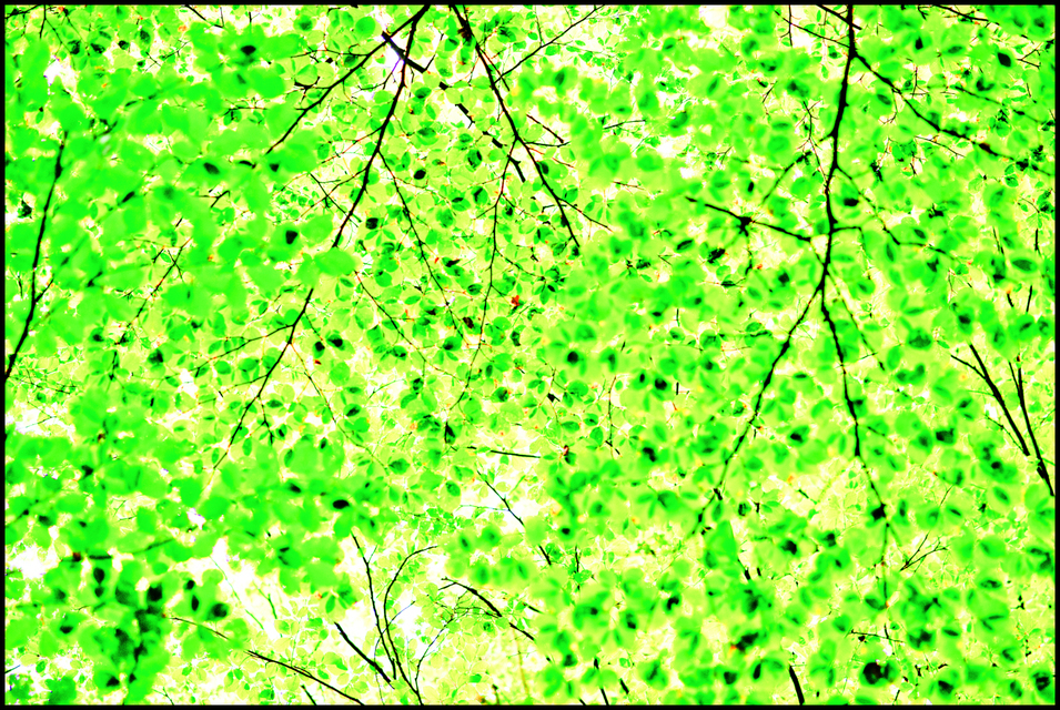 Green Leaves III - ID 003582