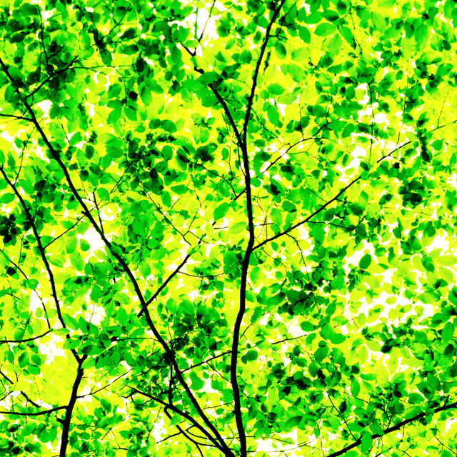 Green Leaves V - ID 003584