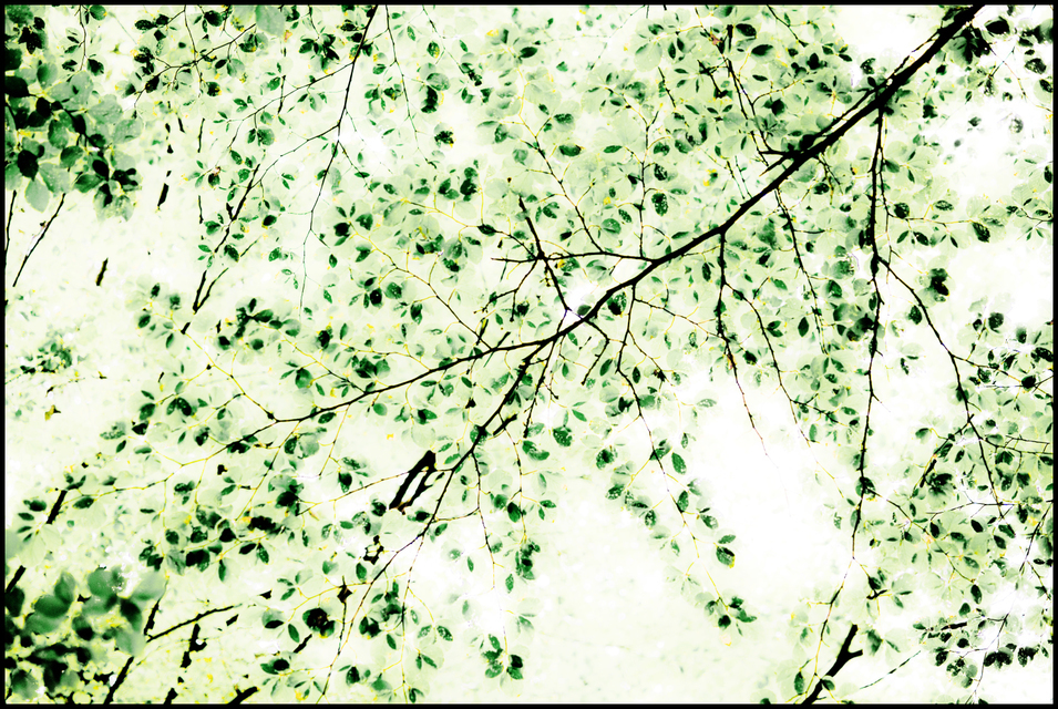 Light Leaves II - ID 003587