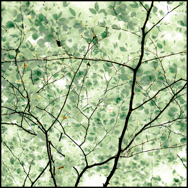 Light Leaves III - ID 003588