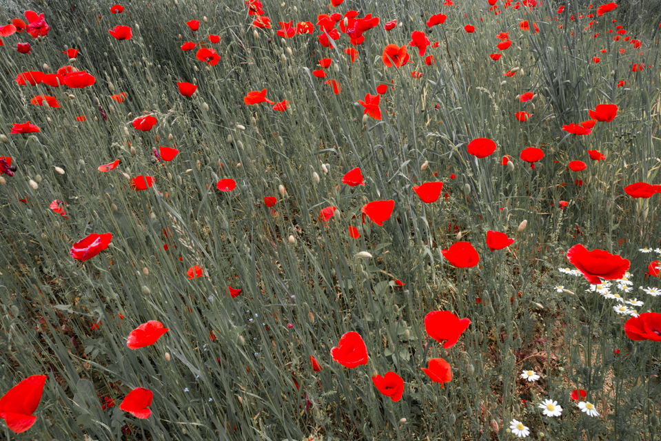 Papaver Rhoeas - ID 003591