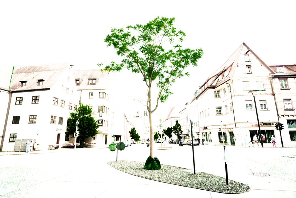 Green Tree on White - ID 003616