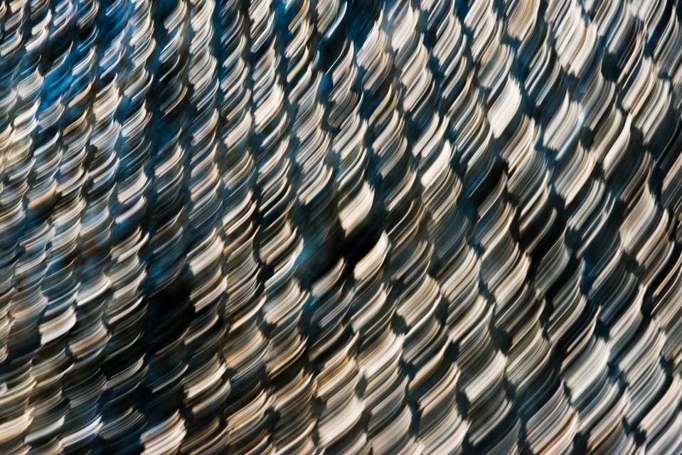 Moving in Blue II - ID 003677