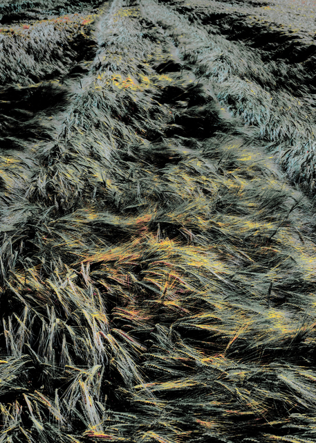 Corn Impressions I - ID 003700