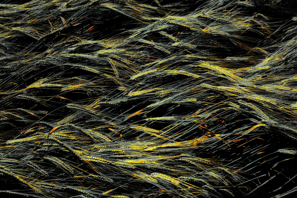 Corn Impressions II - ID 003701