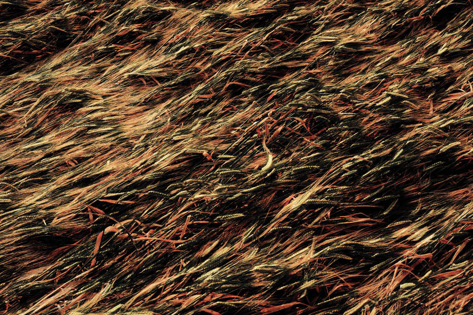 Corn Impressions IV - ID 003703