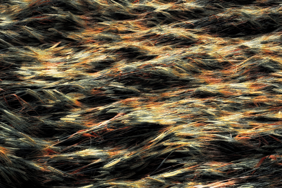 Corn Impressions V - ID 003704