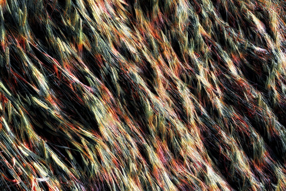 Corn Impressions VII - ID 003706