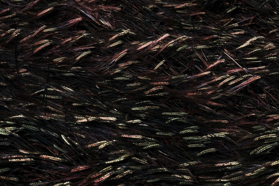 Corn Impressions IX - ID 003708