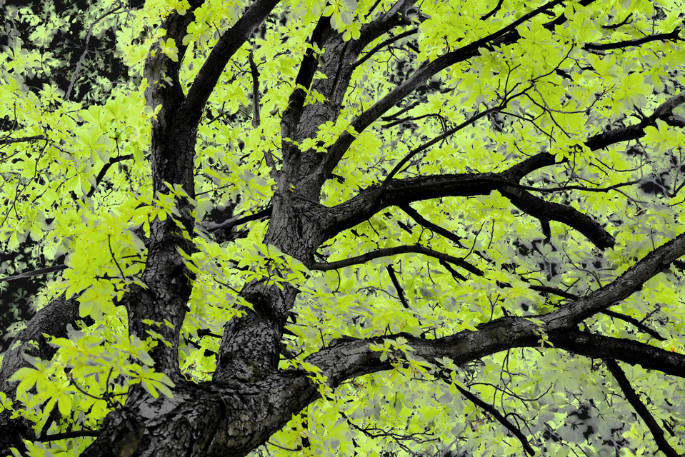 Green Leaves - ID 003732