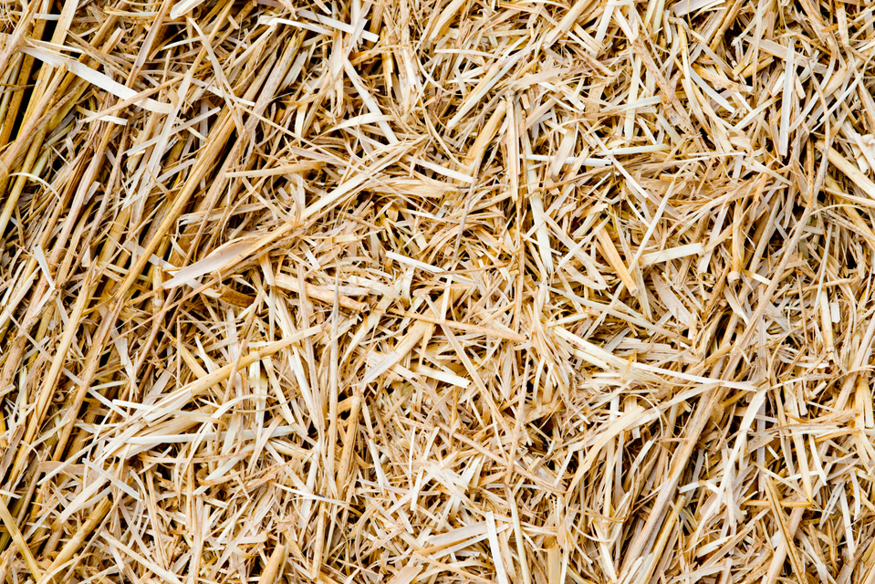 Cut Staw - ID 003774