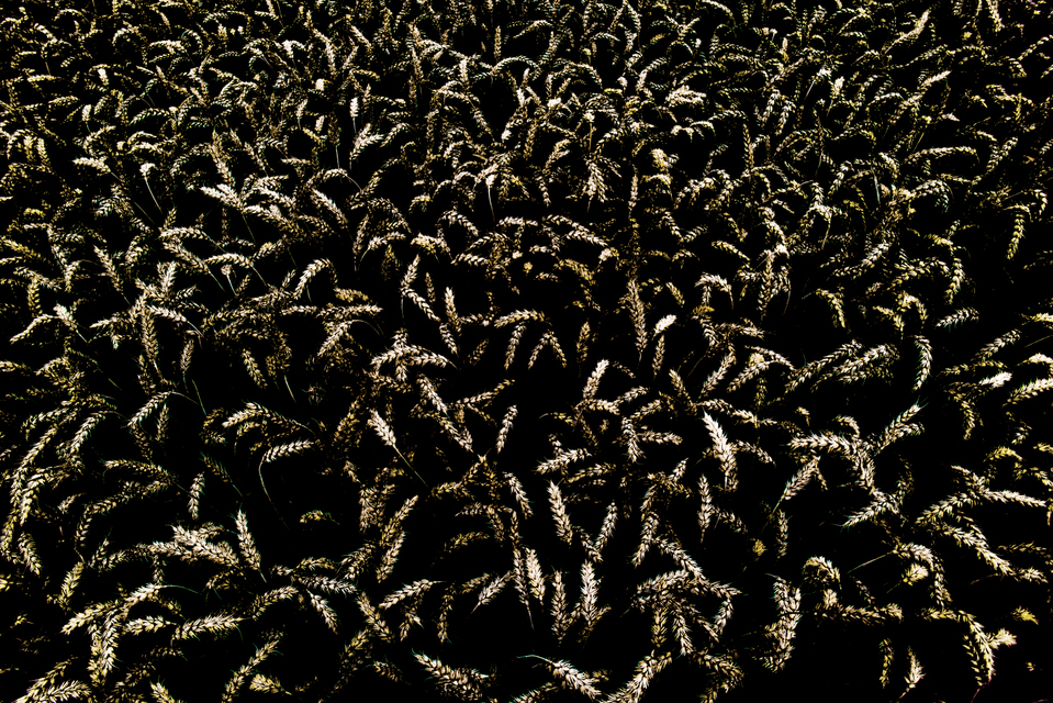 Wheat II - ID 003777