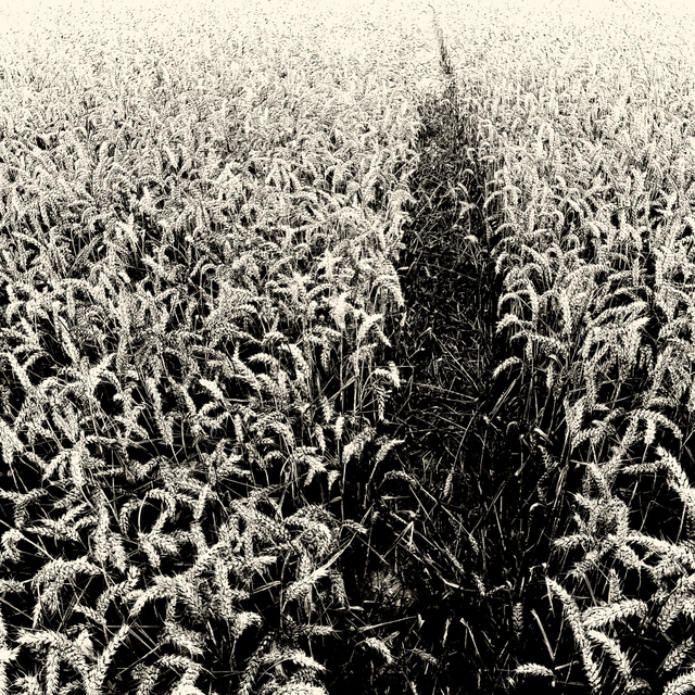 Wheat Path II - ID 003779