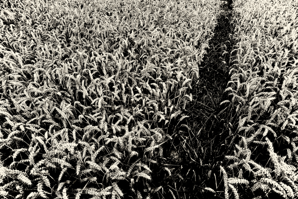 Wheat Path III - ID 003780