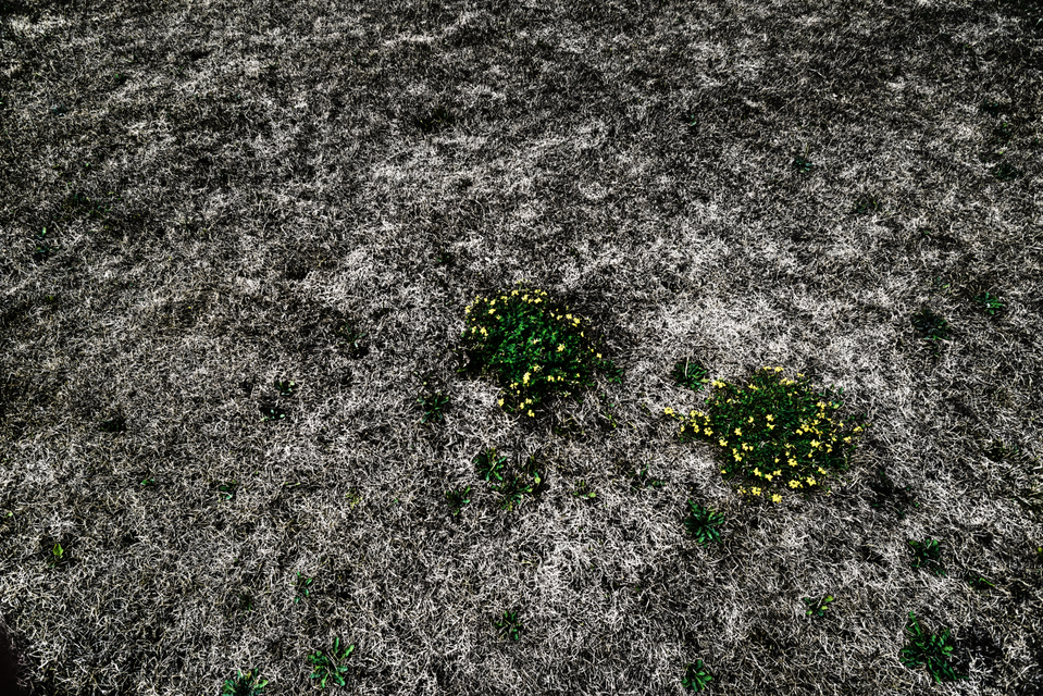 Green on Grey I - ID 003837