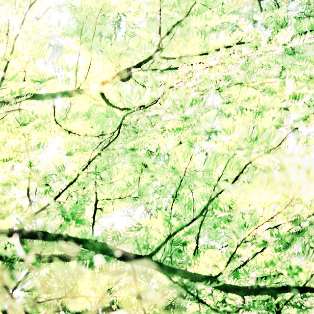 Watercolor Branches II - ID 003853