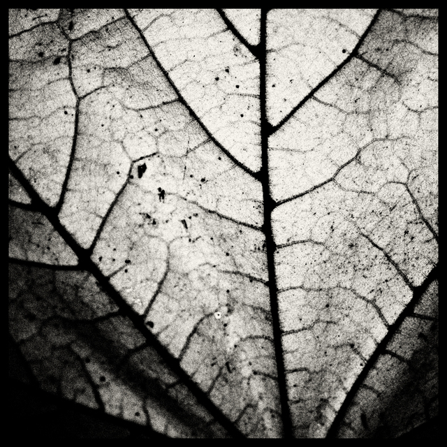 Backside Leaf - ID 003876