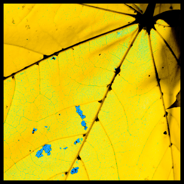 Colorzized Leaf I - ID 003877