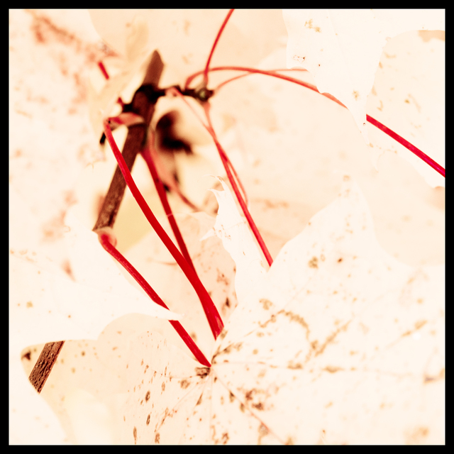 Red Stalks I - ID 003879