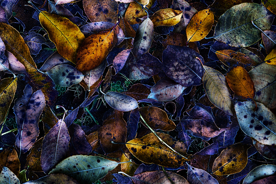 Fallen Leaves - ID 003882