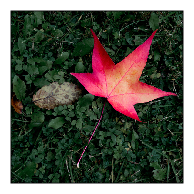 Dropped Red - ID 003887