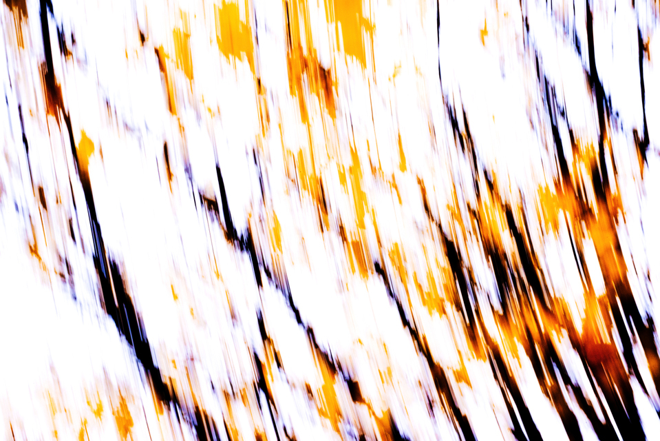 Branches I - ID 003889