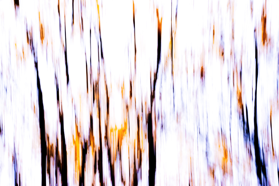 Branches II - ID 003890