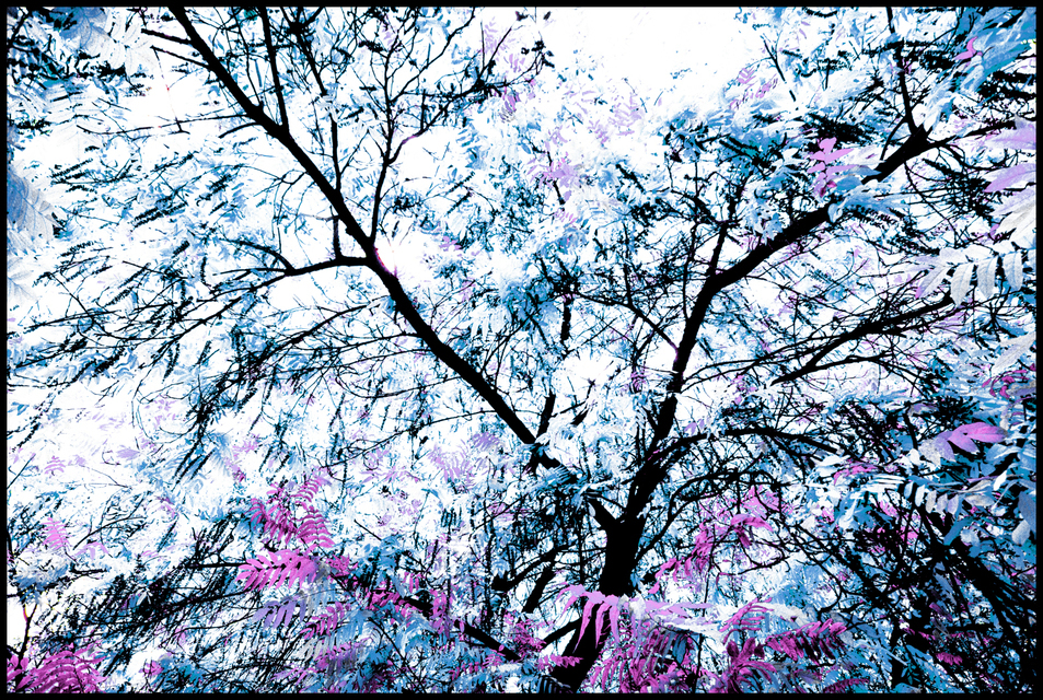 Fairytale Tree - ID 003893