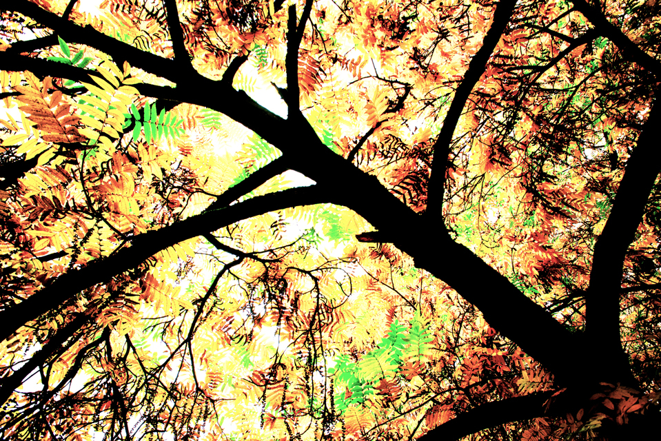 Jungle Tree - ID 003894