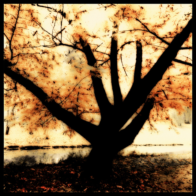 Six Finger Tree - ID 003895