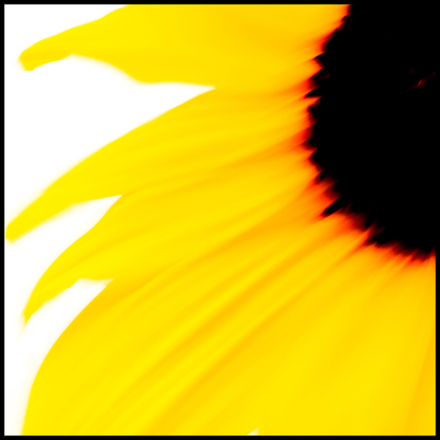 Sunflower - ID 003896