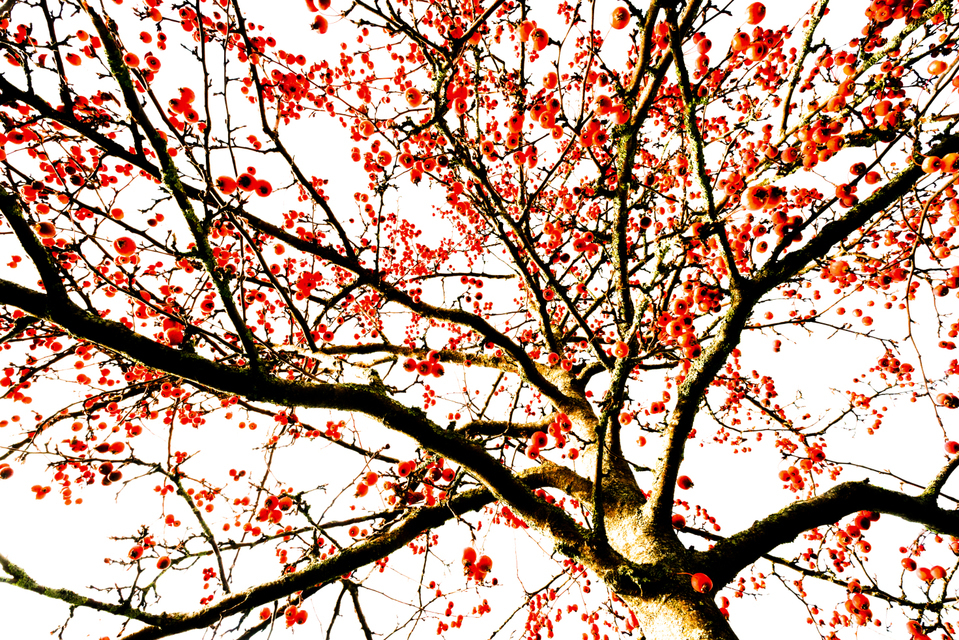 Red Berries I - ID 003922