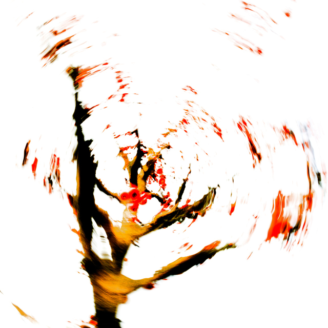 Red Berries III - ID 003924