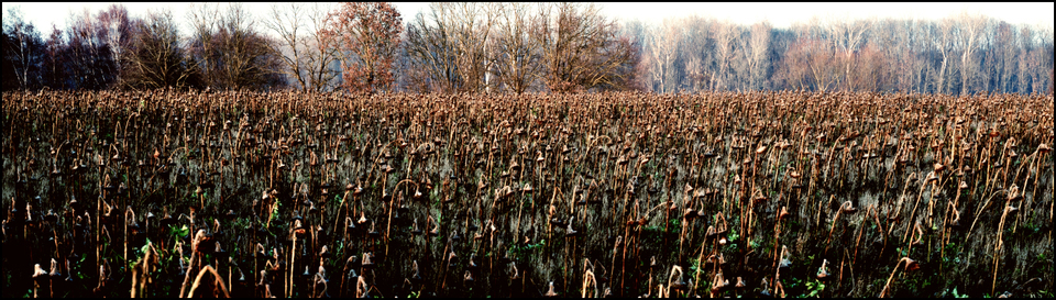 The Tribe - ID 003945