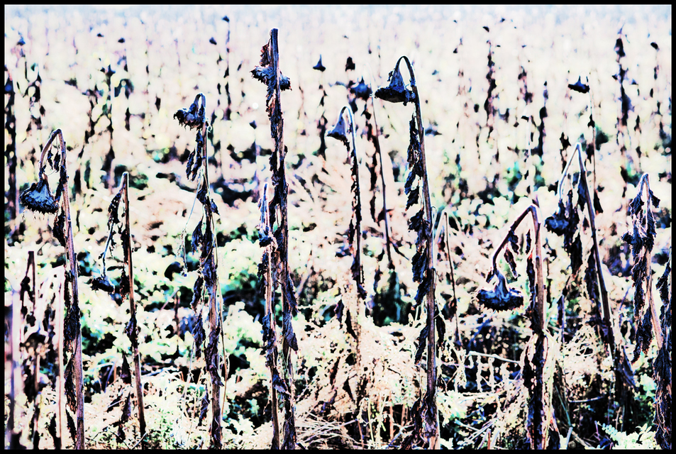 Sunflowers End - ID 003962