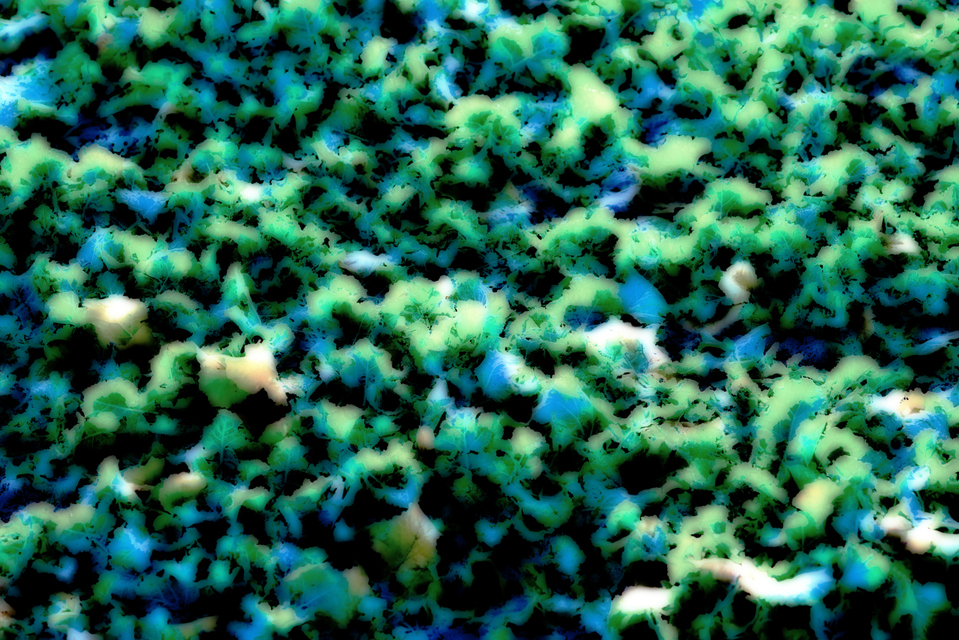 New Green Impression - ID 003964