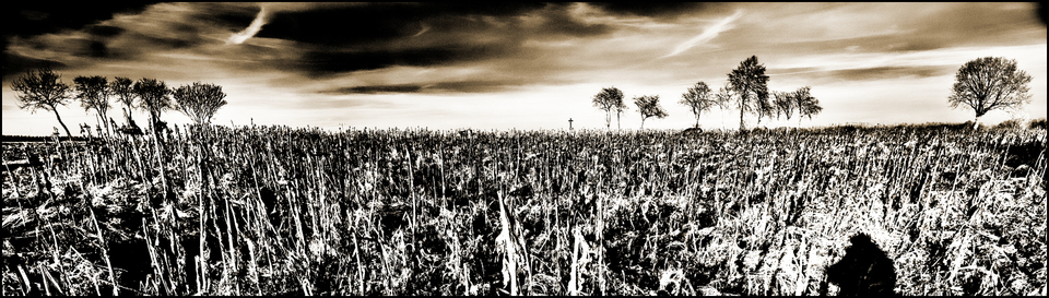 Field Behind Street - ID 003967